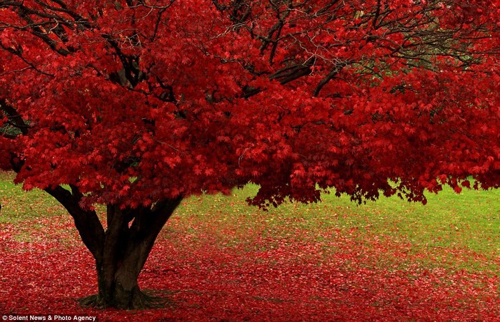 Cây lá đỏ rụng đầy nền cỏ xanh ở Ambleside