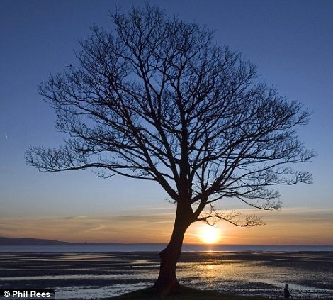 Một gốc cây đã hoàn toàn trụi lá sẵn sàng đón mùa đông ở Norton, gần Swansea