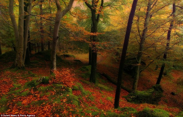 Cảnh yên tĩnh và thanh bình ở rừng Lake District