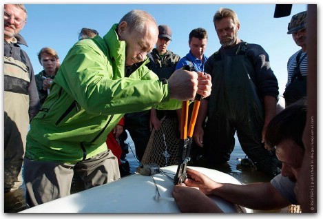 Thủ tướng Putin cài máy theo dõi vào cá voi trắng Dasha giúp các nhà khoa học