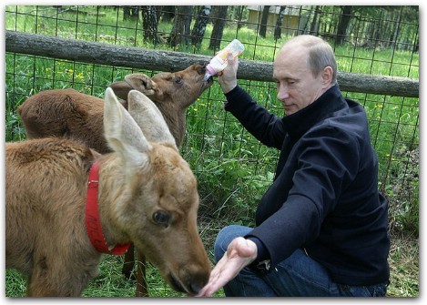 Ông Putin cho một con nai sừng tấm nhỏ ăn sữa trong lúc vuốt ve một con nai nhỏ khác