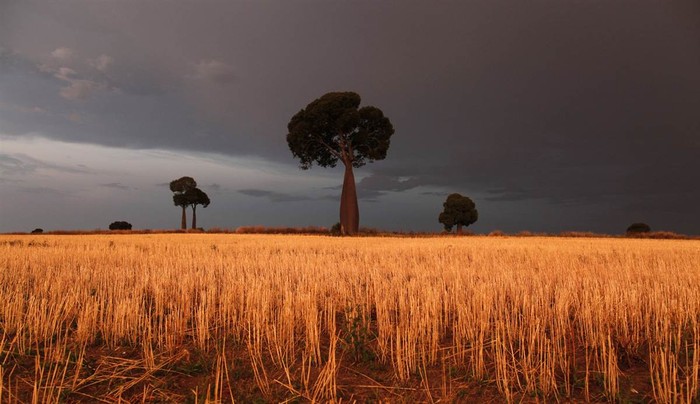 Cánh đồng lúa mì của nông dân Scott Wason vàng rực dưới những đám mây bão ở gần Brisbane, Úc hôm 29/10