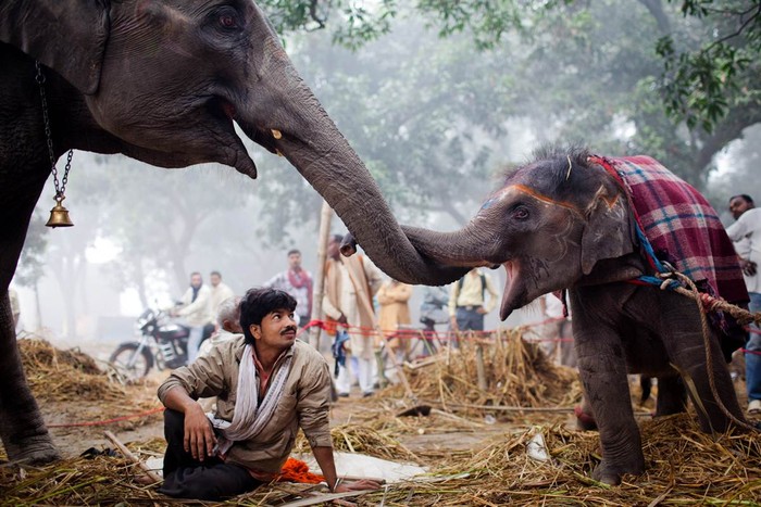 Một nài voi ngồi trông mẹ con voi đang âu yếm tại hội chợ gia súc Sonepur Mela ở Ấn Độ hôm 15/11