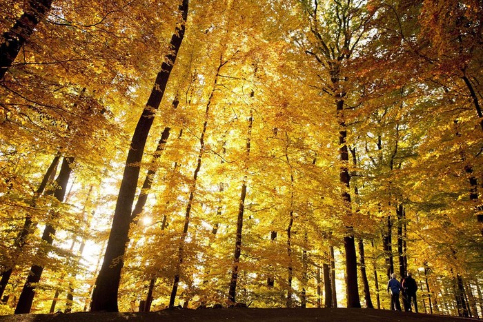 Đi bộ thưởng thức tiết thu trong rừng lá vàng Sauvabelin, ở Lausanne, Thụy Sĩ.