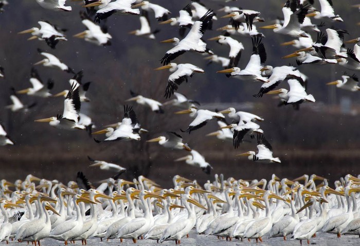 Hàng ngàn con bồ nông trắng dừng chân ở Bartlett, Iowa trên đường đi trú đông.