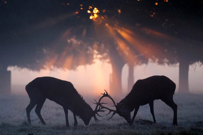 Một cặp hươu khóa sừng trong sương mù buổi sớm ở công viên Richmond, London,Anh