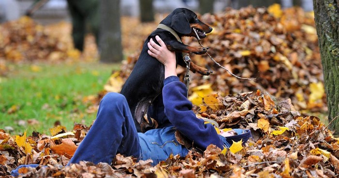 Một cậu bé đùa nô đùa vui vẻ với cún cưng trên thảm lá vàng ở công viên trung tâm thủ đô Minsk, Berlarus.
