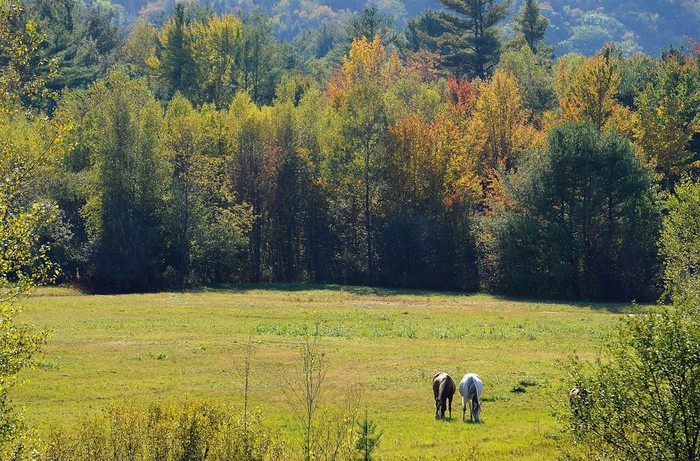 Những con ngựa chạy nhảy trên cánh đồng trong chiều thu ấm áp tại Woodstock, Maine.