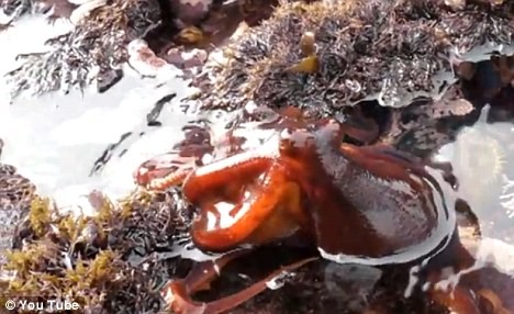 Những con bạch tuộc tìm cách lên cạn ngày càng nhiều