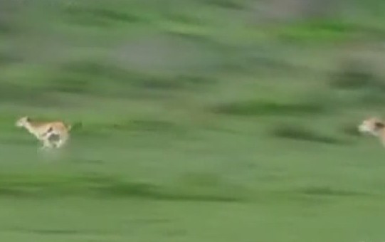 Linh dương không phải là loài chạy nhanh nhất, nhưng chúng có sức bền sự linh hoạt trong các cuộc rượt đuổi tốc độ cao của chúng lại hơn nhiều so với báo