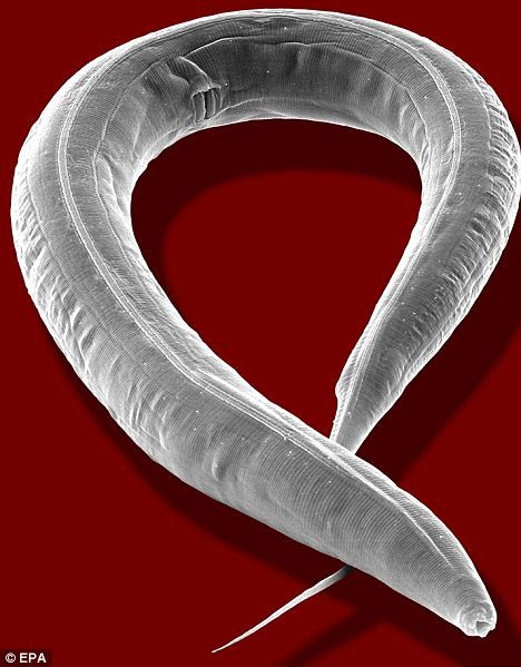 Giun Caenorhabditis elegans được gửi lên vũ trụ phục vụ nghiên cứu