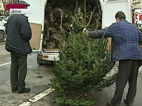 Những cây thông bị chặt trái phép được vận chuyển đi bán tại Moscow trong dịp lễ Giáng sinh