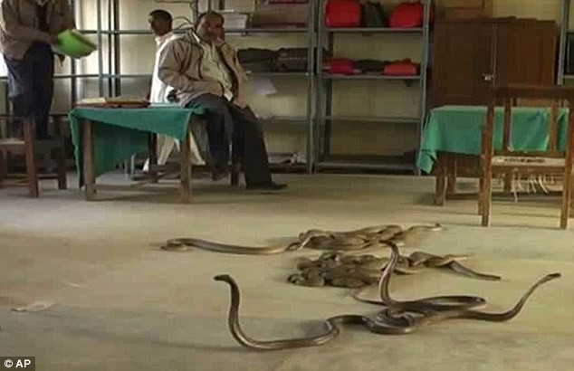 Hàng chục con rắn đã khiến văn phòng thuế ở Basti, bang Uttar Pradesh, Ấn Độ bị náo loạn một phen
