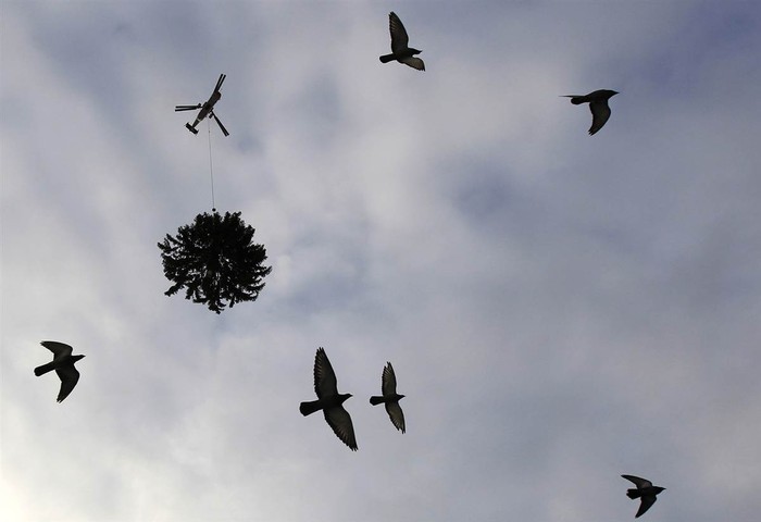Những con chim câu bay bên dưới chiếc trực thăng mang cây thông Giáng sinh tới trang trí tại quảng trường Federal, ở Bern, Thụy Sỹ ngày 30/11.