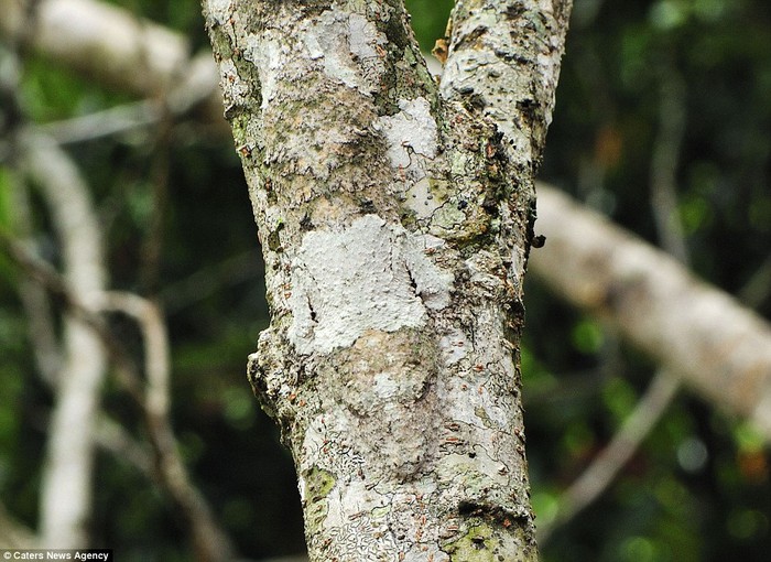 Tắc kè hoa Gecko ngụy trang trên thân cây phủ đầy rêu ở vườn quốc gia Montagne dAmbre, Madagascar