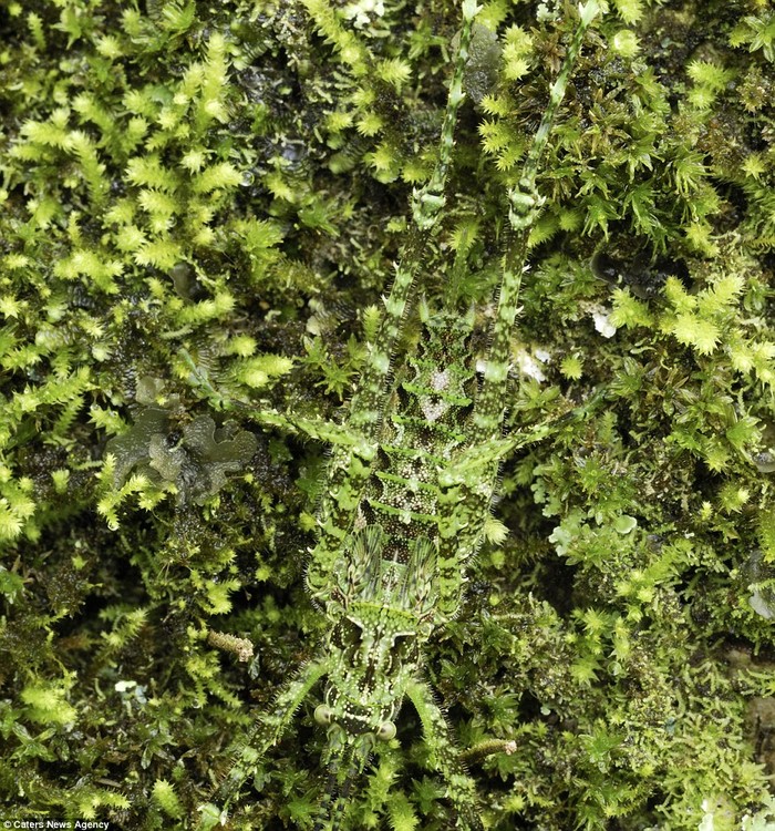 Châu chấu Karydid ẩn mình trong tán lá ở Costa Rica