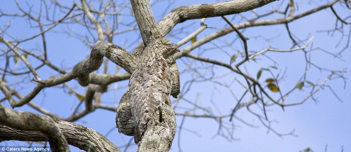Chim potoo ở Brazil cũng biết lẩn trốn khỏi kẻ thù bằng cách ngụy trang giống như những thân cây trụi lá