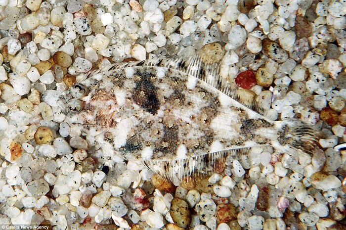 Một con Sanddab Speckled trà trộn hoàn hảo vào đám sỏi dưới đáy đại dương