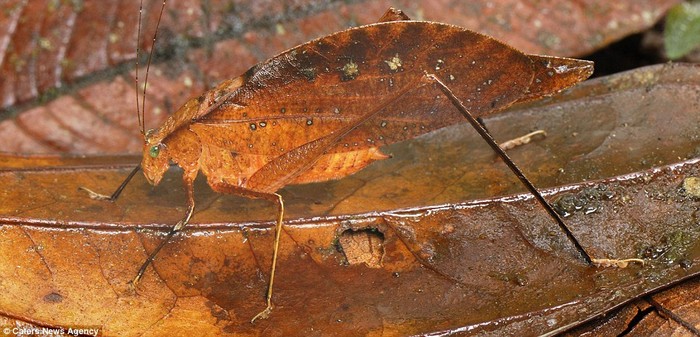 Châu chấu Leaf Katydid trông giống như chiếc lá khô tại khu dự trữ San Cipriano, Colombia