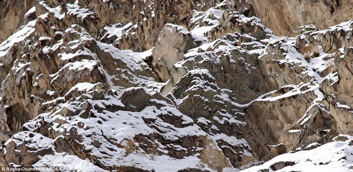 Báo tuyết cũng biết ngụy trang trên dãy Himalaya