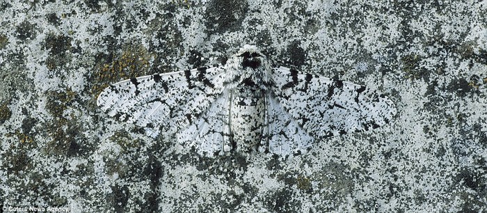Con Peppered Moth này đã tìm thấy nơi ẩn náo hoàn hảo trên tảng đá