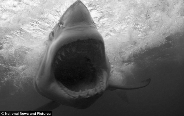 Cận cảnh thời điểm con cá mập trắng lao tới tấn công chiếc lồng bảo vệ nhiếp ảnh gia Cohen