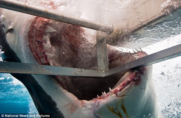 Hàm răng sắc lạnh của con cá mập cắn lồng bảo vệ
