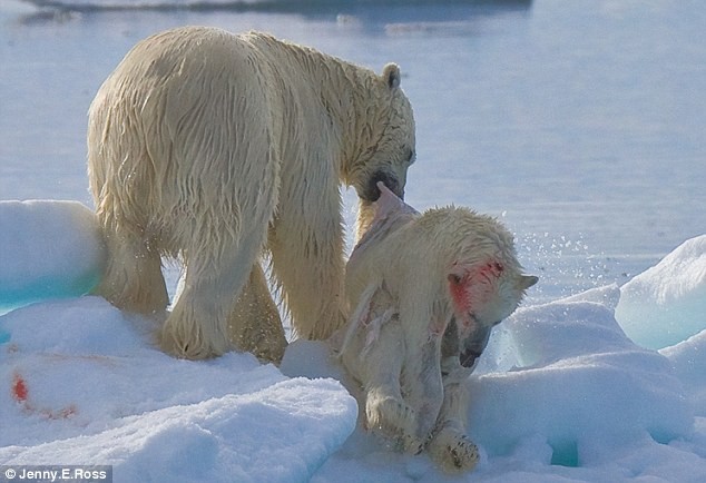 Con gấu Bắc cực đực trưởng thành kéo xác của con gấu con đã bị nó bắt và giết để ăn thịt.