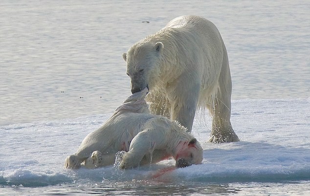Theo quan sát của các nhà khoa học, các hành vi ăn thịt đồng loại ở gấu Bắc Cực đang ngày càng trở nên phổ biến trong thời gian gần đây.