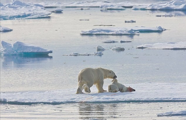 Do diện tích băng biển mà gấu Bắc cực dùng làm nơi săn bắn ngày càng giảm, con mồi ngày càng khan hiếm, những con gấu ngày càng ít được tiếp xúc với nhau nên chúng đã giảm khả năng phân biệt đồng loại với thức ăn - các nhà nghiên cứu cho biết.