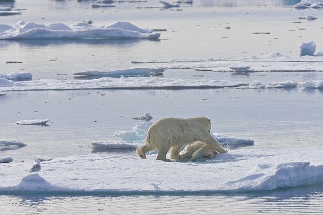 Hành vi ăn thịt đồng loại ở loài gấu Bắc Cực đang ngày càng trở nên phổ biến