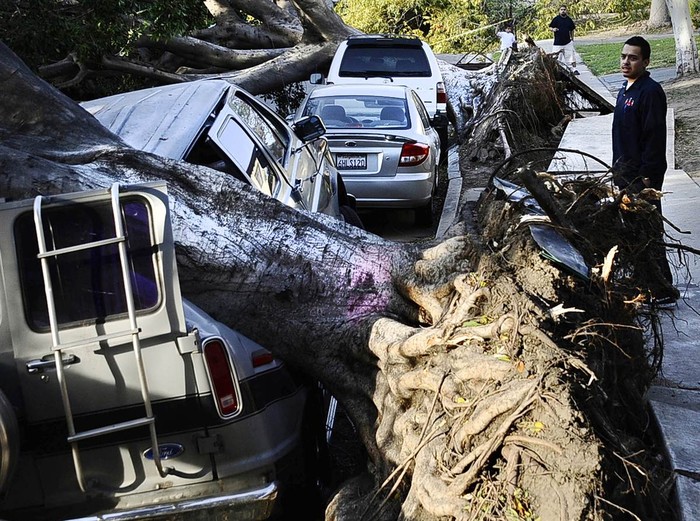 Một người đàn ông đang nhìn gốc cây bật rễ sau một trận gió lớn Santa Ana tại Los Angeles hôm 1/12. Trận gió thổi với vận tốc 130 km/h đã quật đổ nhiều cột điện, gốc cây, gây tắc đường và khiến 300.000 người sống trong tình trạng mất điện.