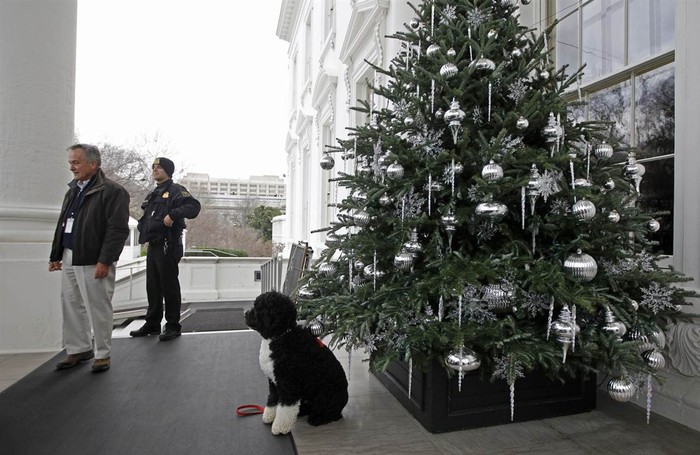 Bo, chú chó sống tại Nhà Trắng ngồi trước hiên phía Bắc ngày 30/11/2011. Nhà Trắng năm nay được trang trí với chủ đề "Tỏa sáng, Cho, Chia sẻ" (Shine, Give, Share)