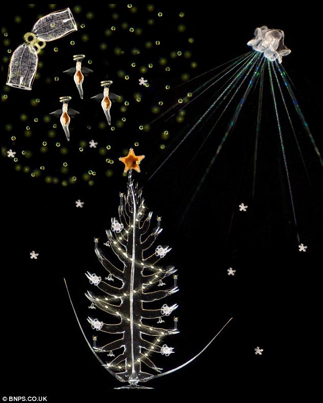 Một tấm thiệp Giáng sinh lung linh được làm từ hình ảnh của các sinh vật biển
