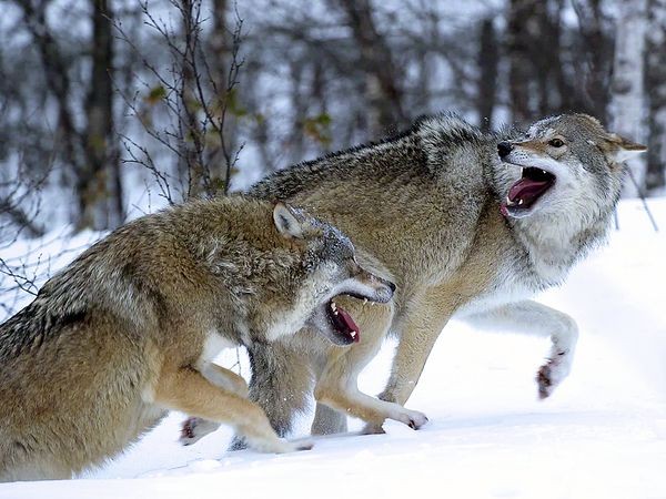 Hai con sói đang chơi đuổi bắt ở Na Uy. Ảnh Evan McBride