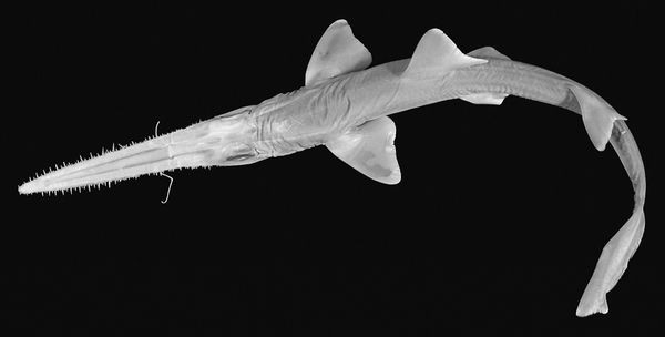 Cá mập lùn châu Phi Sawshark (Pristiophorus nancyae)