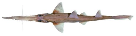 Cá mập lùn châu Phi Sawshark (Pristiophorus nancyae)