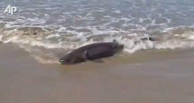 Cá mập nhỏ bị mắc kẹt trên bãi biển khi tìm cách thoát thân
