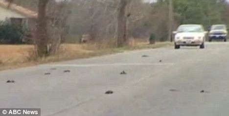 Những con chim chết rơi vãi trên đường ở Beebe