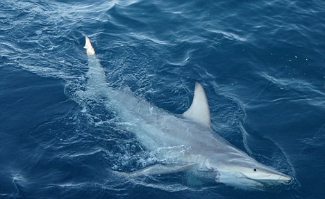 Cá mập lai vừa mới được các nhà khoa học phát hiện