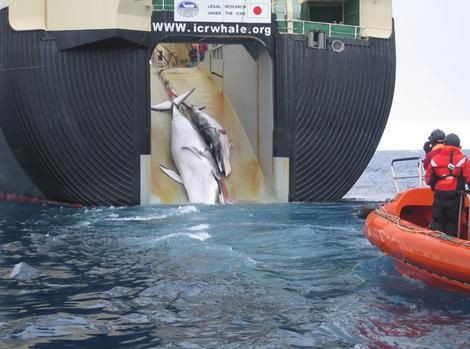 Tàu săn cá voi Nhật Bản
