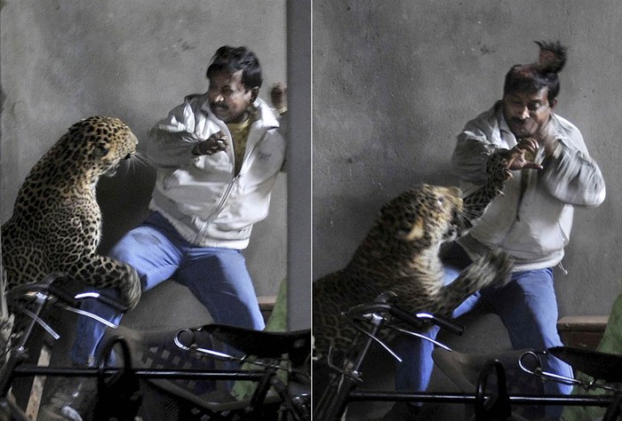 Một con báo hoang đi lạc tấn công một người đàn ông ở Gauhati, Ấn Độ ngày 7/1.
