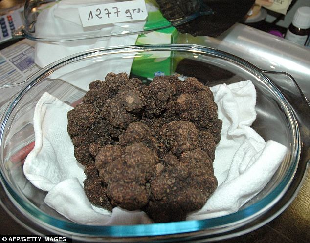 Nấm cục đen nặng 1,3 kg được bán đấu giá tại Pháp