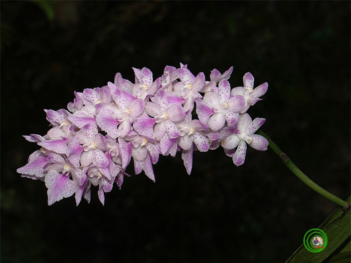 Ở độ cao 1200m, Vườn quốc gia Tam Đảo quanh năm mây mù giăng phủ. Trên cành cây sồi cổ thụ rêu phong, chùm hoa lan đuôi cáo như nàng công chúa khoe sắc cùng nắng xuân. Nàng hoa không kiêu sa, lộng lẫy như nhiều loài hoa Lan ở Việt Nam nhưng chắc chắn Rhynchostylis retusa đã hoàn tất sứ mệnh mà thiên nhiên ban tặng. Chúng là loài hoa của mùa xuân vì hương thơm ngọt ngào tỏa ra làm ngây ngất những chú bướm du xuân.