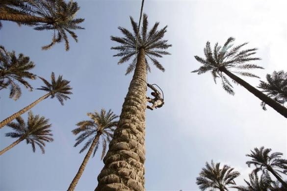 Một cậu bé trèo lên ngọn cây cọ để lấy quả ở el-Hawamdiya, một vùng ngoại ô của Giza ở gần Cairo, Ai Cập ngày 19/9/2010