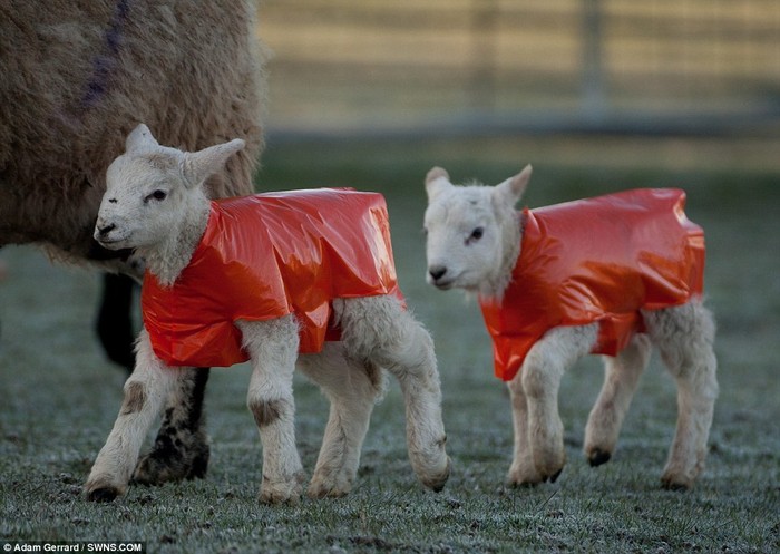 Những con chiên mới sinh ở Redditch, Worcestershire được mặc những chiếc áo khoác đặc biệt để đối phó với cái lạnh đang đến gần.