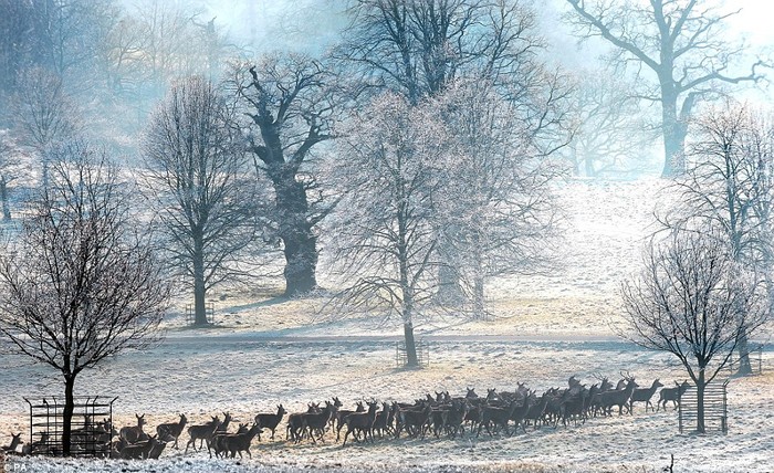Đàn hươu di chuyển trên mặt đất trắng sương giá ở Studley Royal, gần Ripon