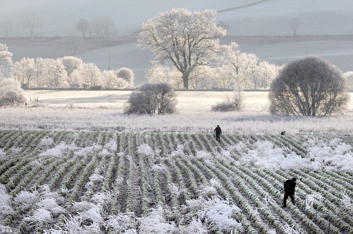 Sương giá đã biến cảnh quan ở Dunkeld, Perthshire, Scotland thành các màu trắng khác nhau