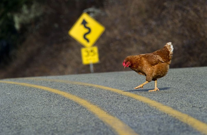 Con gà nhỏ băng qua đường ở hạt Douglas gần Oakland, Oregion, Mỹ ngày 16/1.