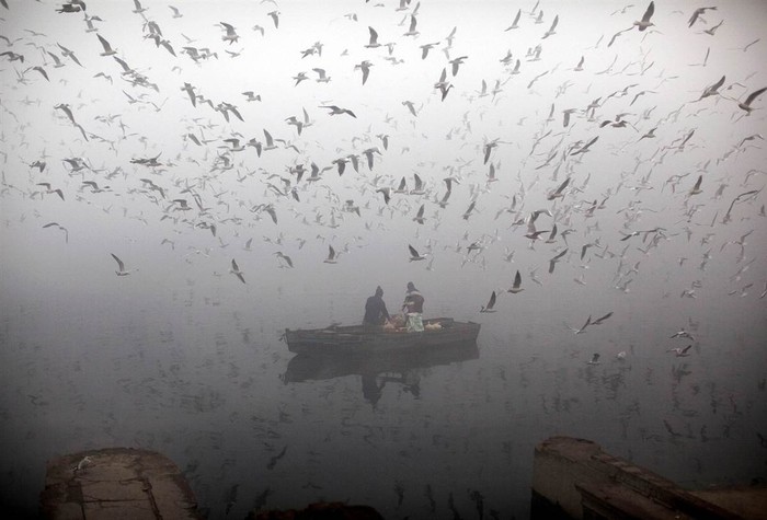 Những người Ấn Độ cho chim ăn từ một chiếc thuyền trên sông Yamuna trong buổi sớm mùa đông đầy sương mù tại New Delhi ngày 20/1.
